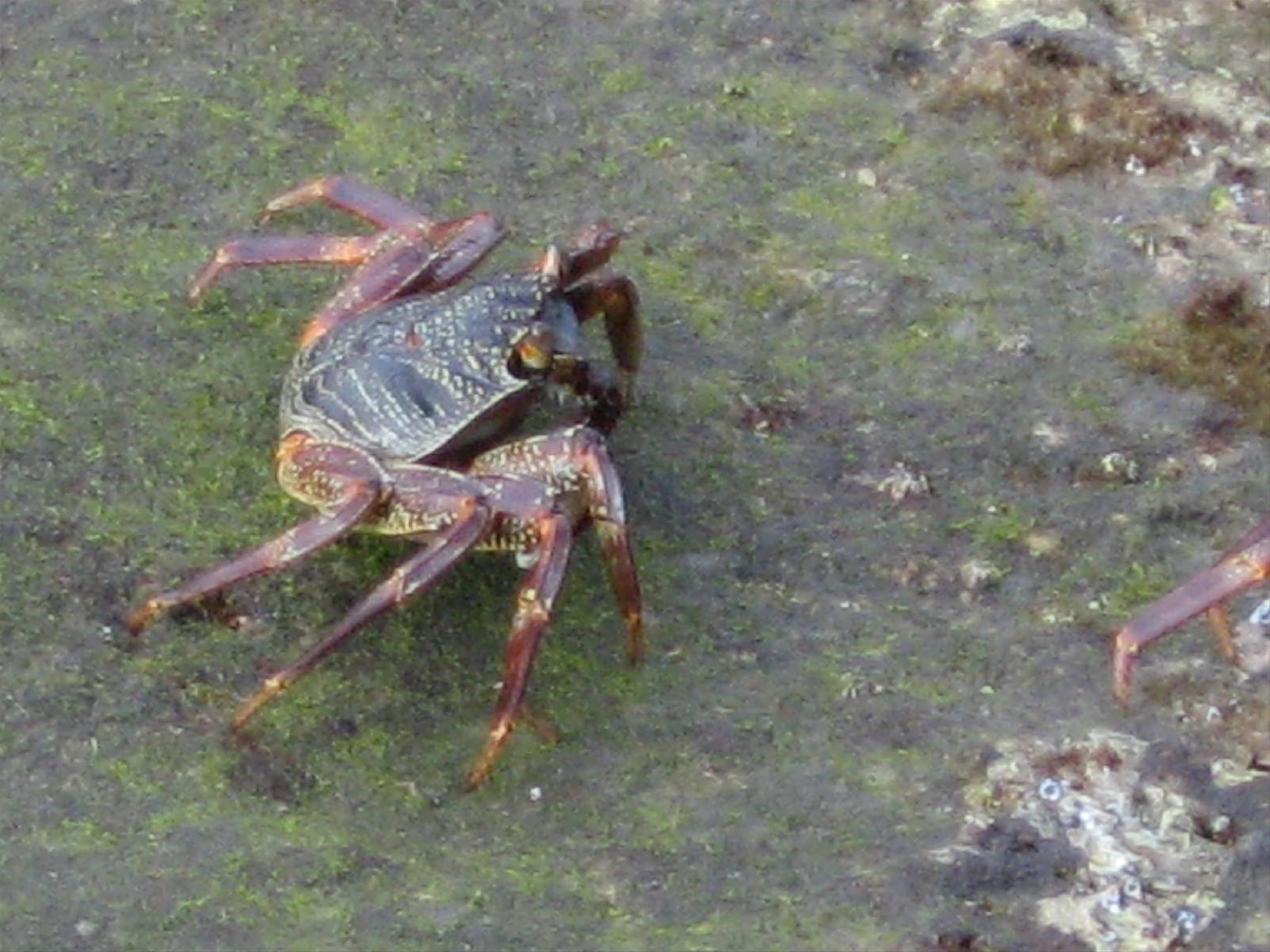 Cape Vidal - Granchio