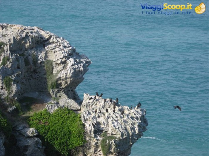 Tsitsikamma National Park - Cormorani