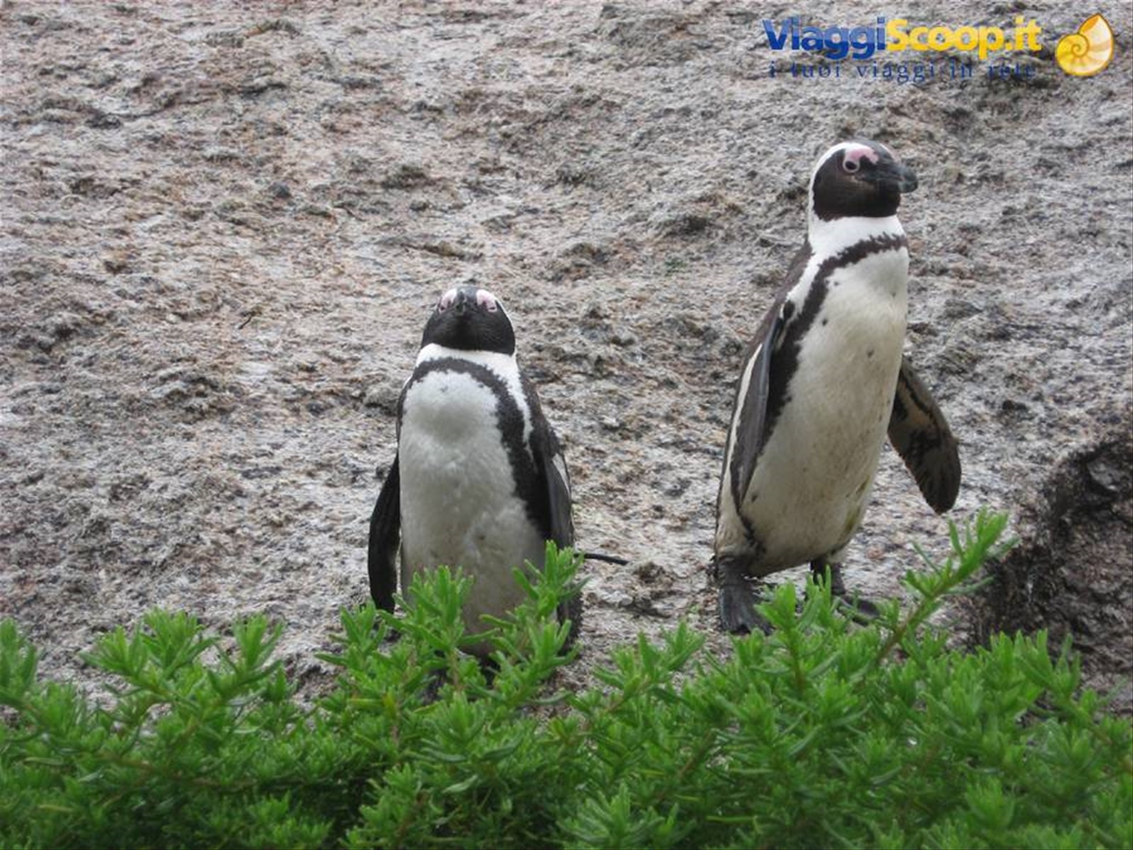 Pinguini nel presso del Capo di Buona Speranza