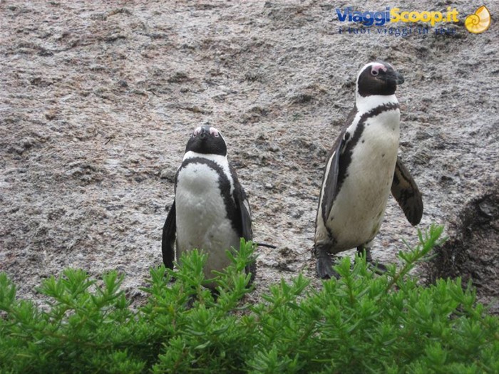 Pinguini nel presso del Capo di Buona Speranza