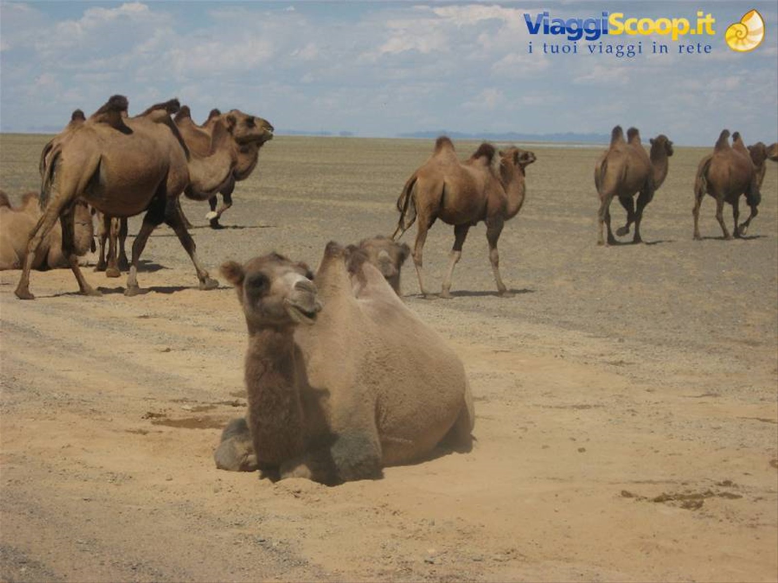 Deserto del Gobi-Cammelli