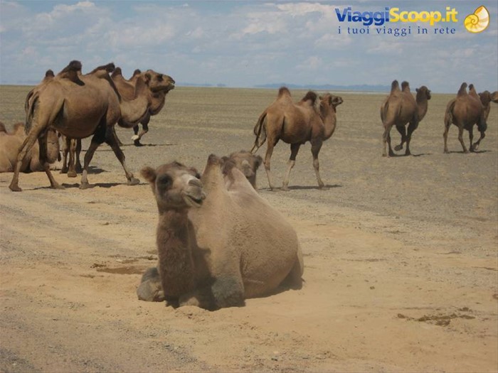 Deserto del Gobi-Cammelli