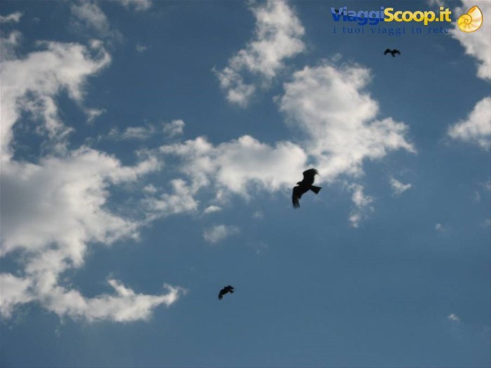 Aquile in volo