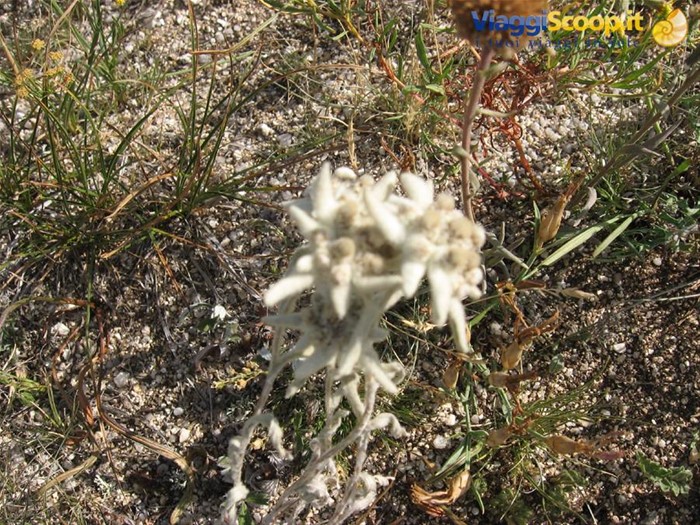 Stelle alpine o forse meglio stelle mongole
