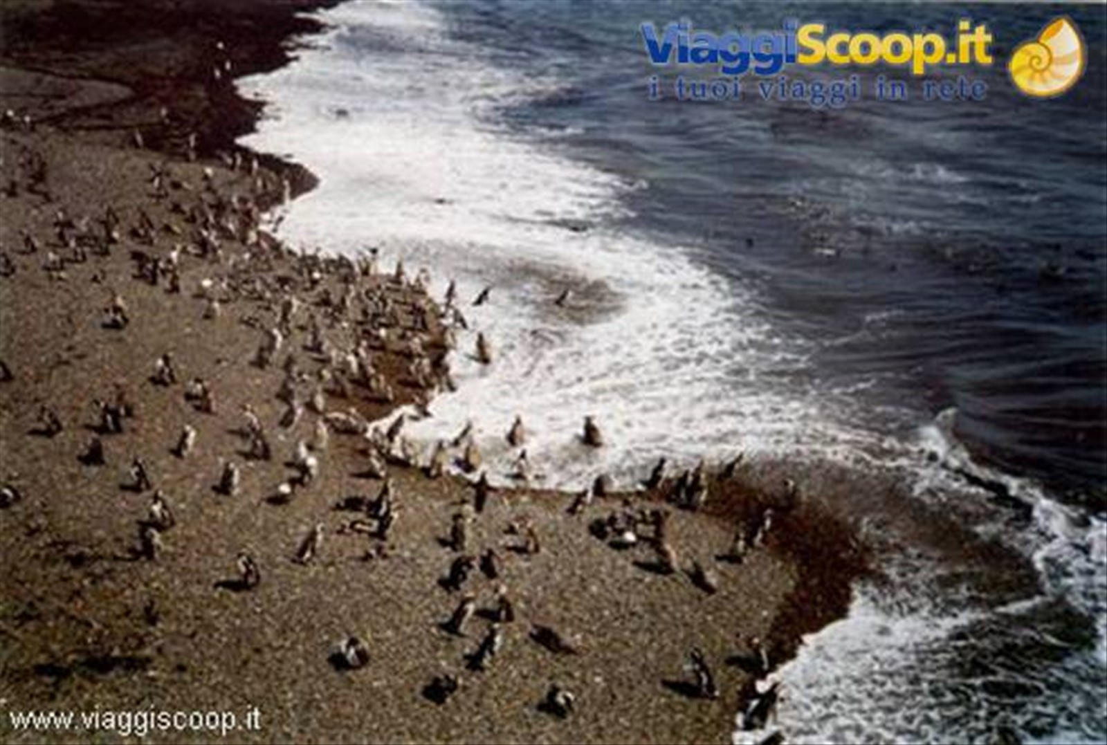 Pinguini a Punta Tombo