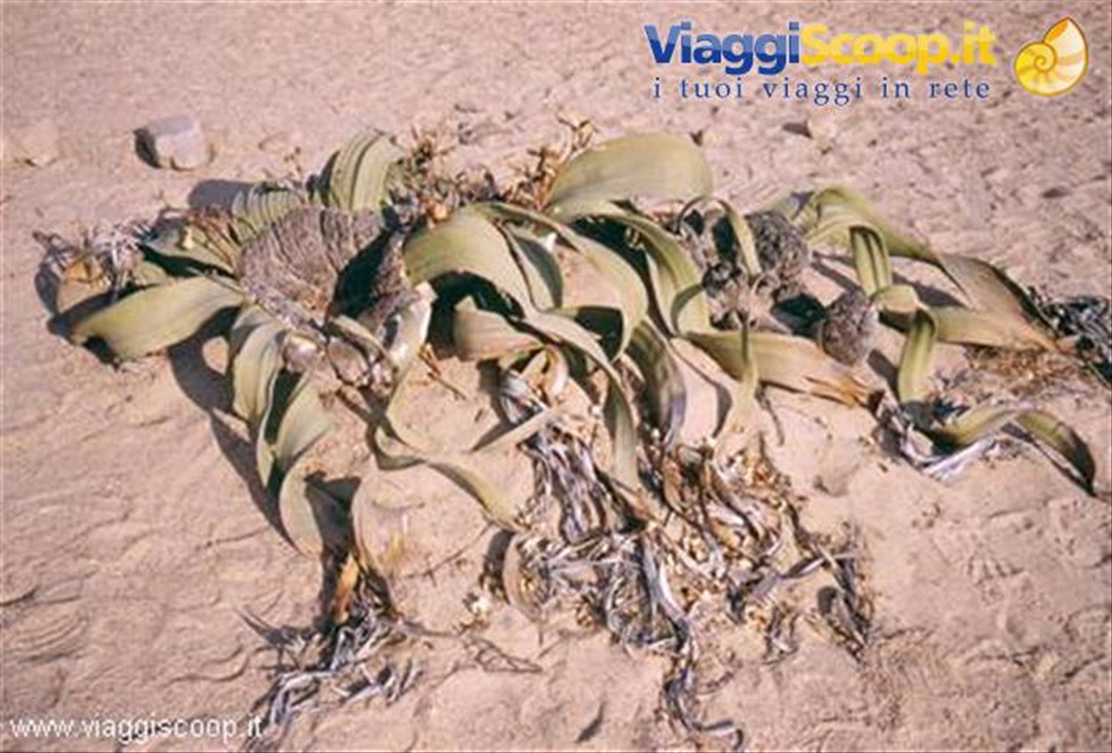 Welwitschia