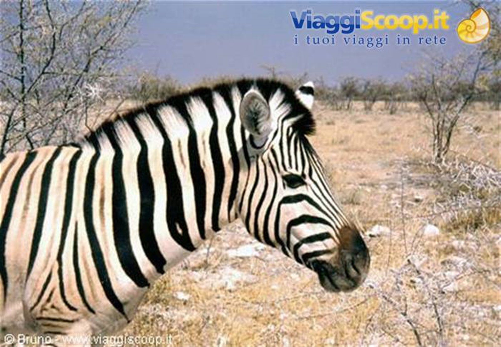 Zebra all'Etosha National Park