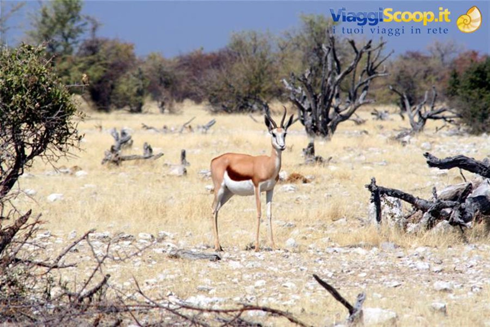 Foto di viaggio in NAMIBIA