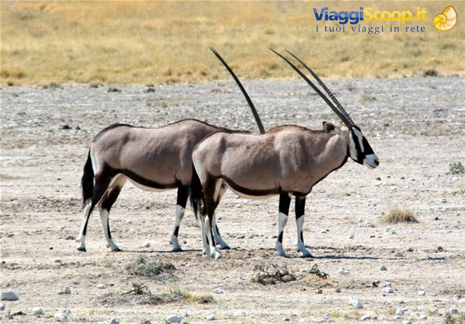 Foto di viaggio in NAMIBIA