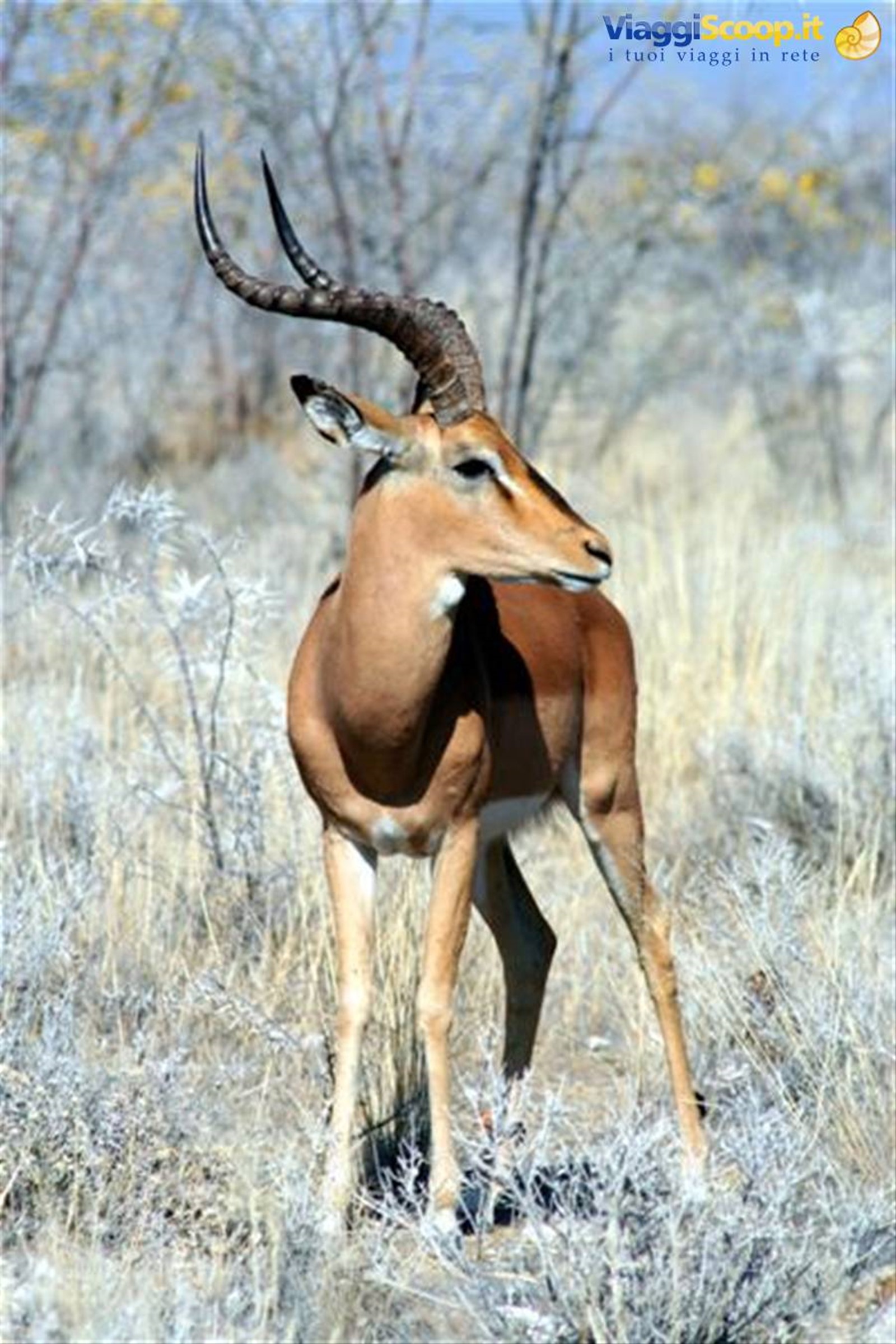 Foto di viaggio in NAMIBIA