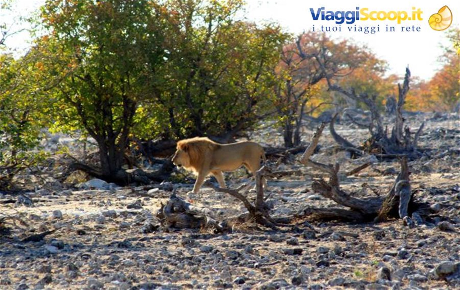 Foto di viaggio in NAMIBIA