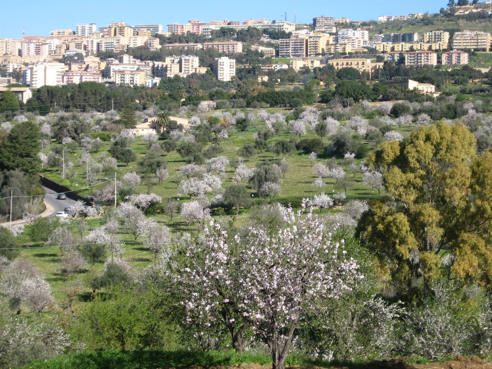 Il Mandorlo in fiore