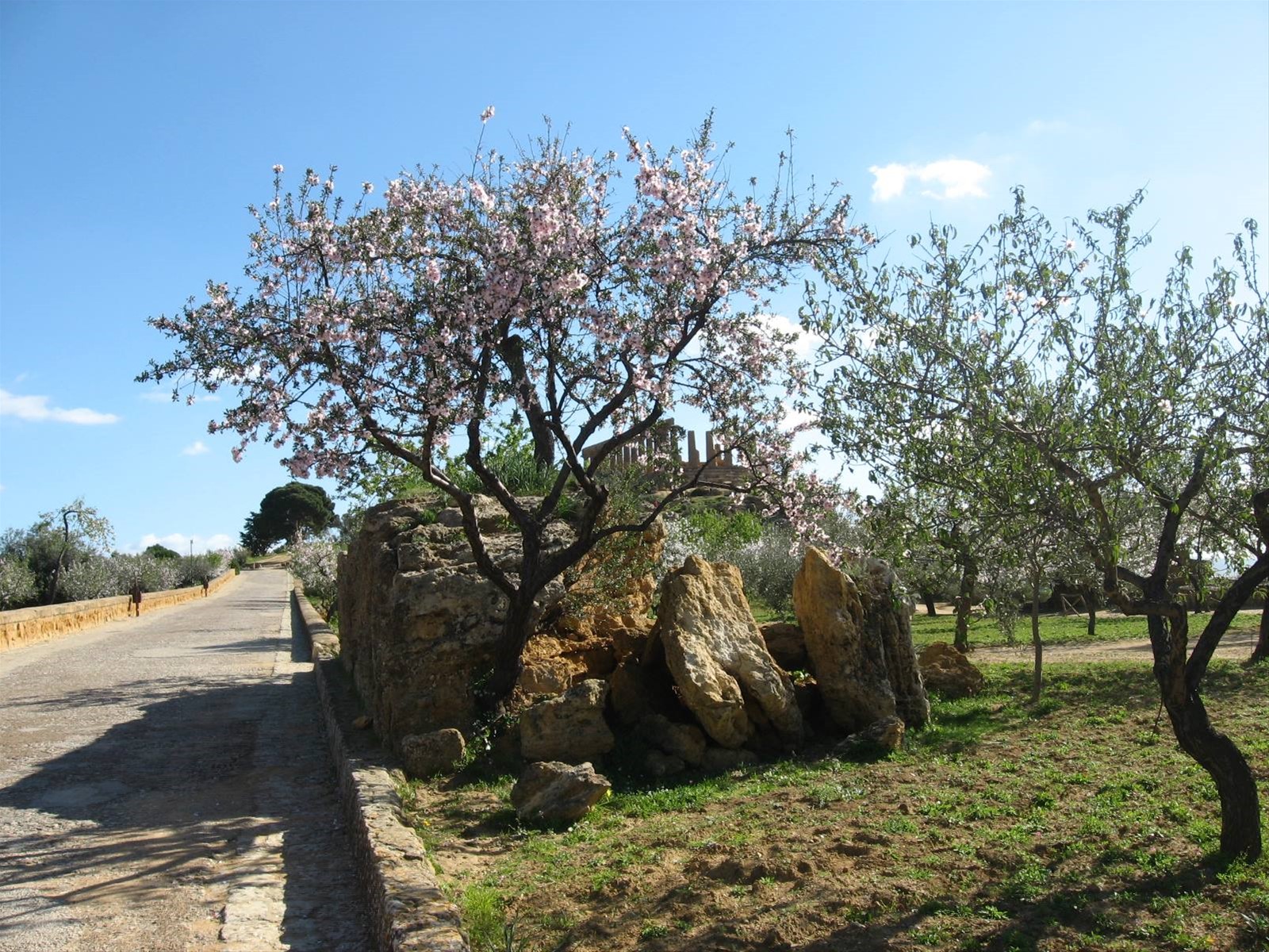 Tempio di Giunone