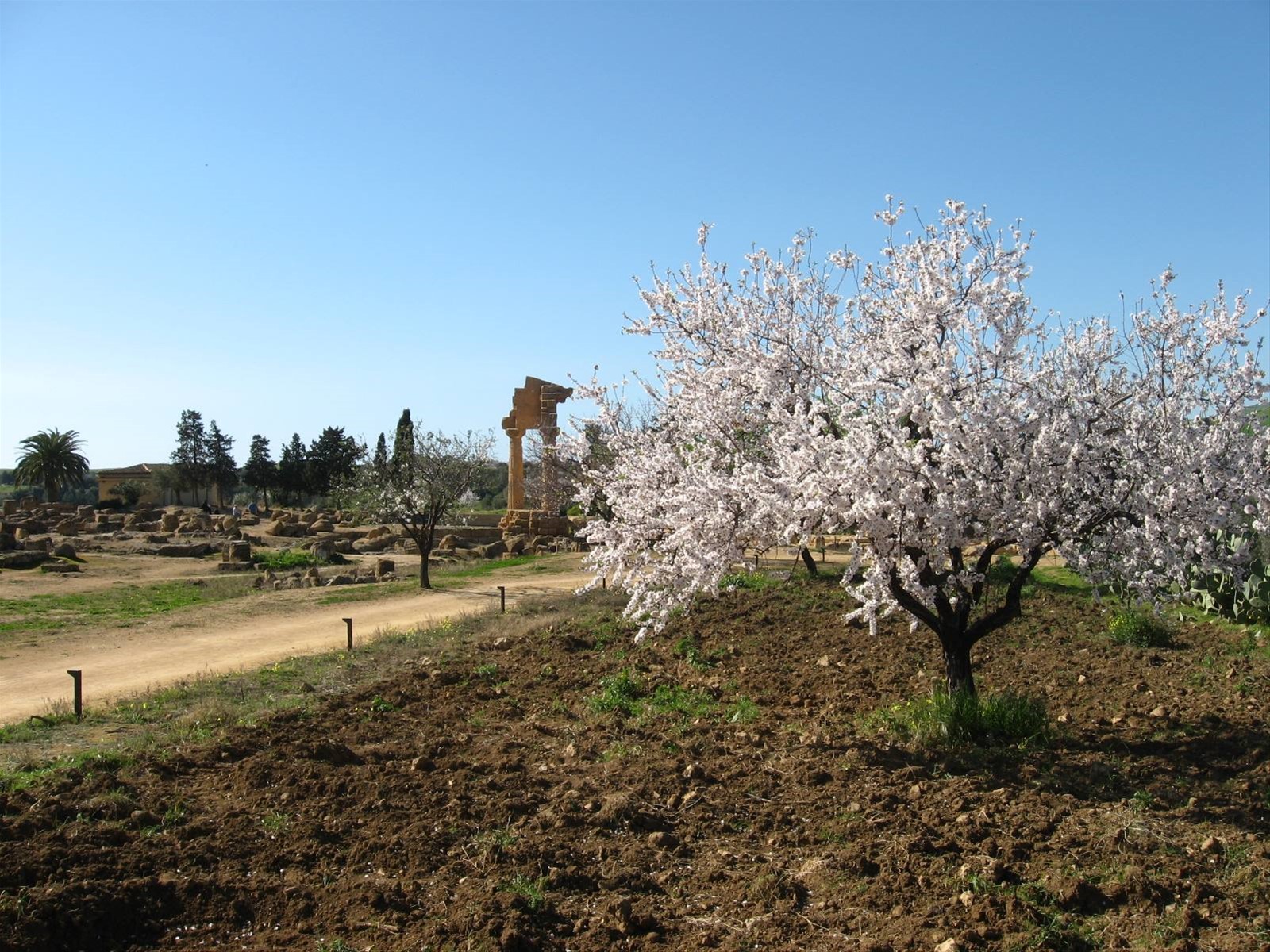 Il Tempio dei Dioscuri