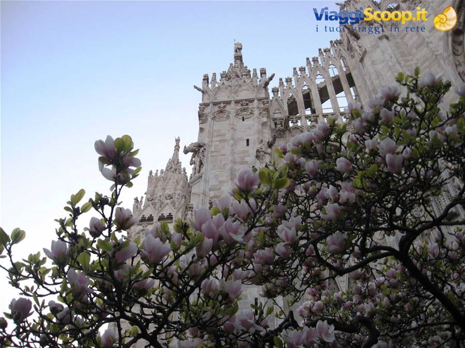 Magnolia fiorita e la guglie del Duomo