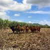 foto viaggio REPUBBLICA DOMINICANA