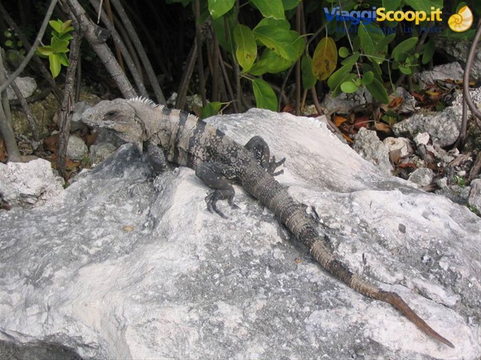 iguana 