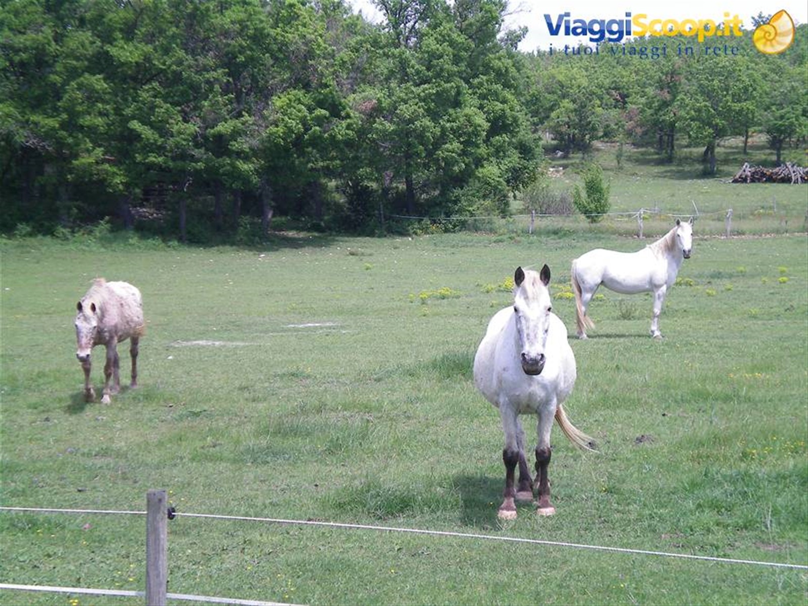 cavalli in camargue