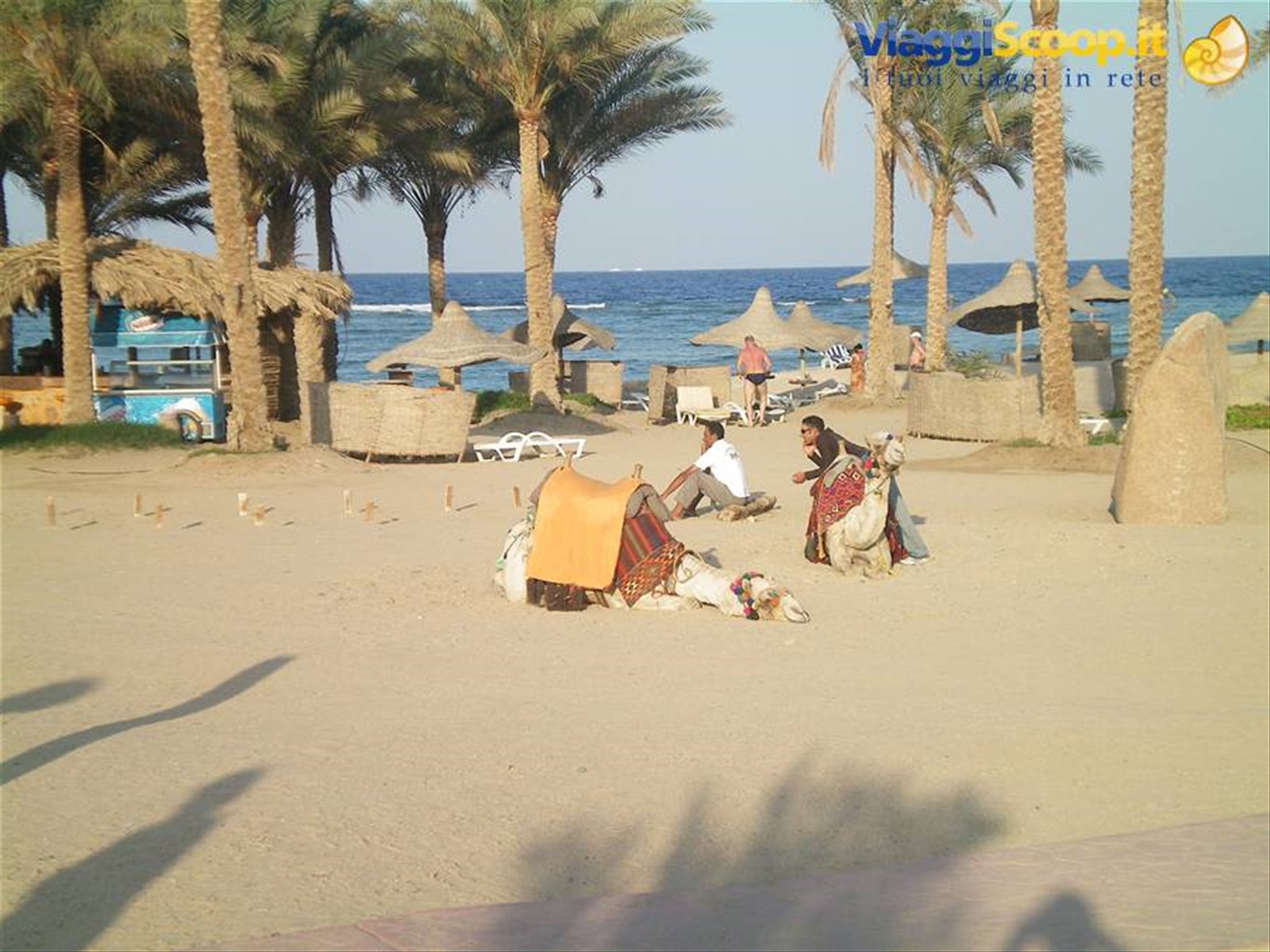 cammelli in spiaggia