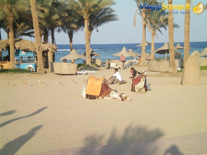 cammelli in spiaggia