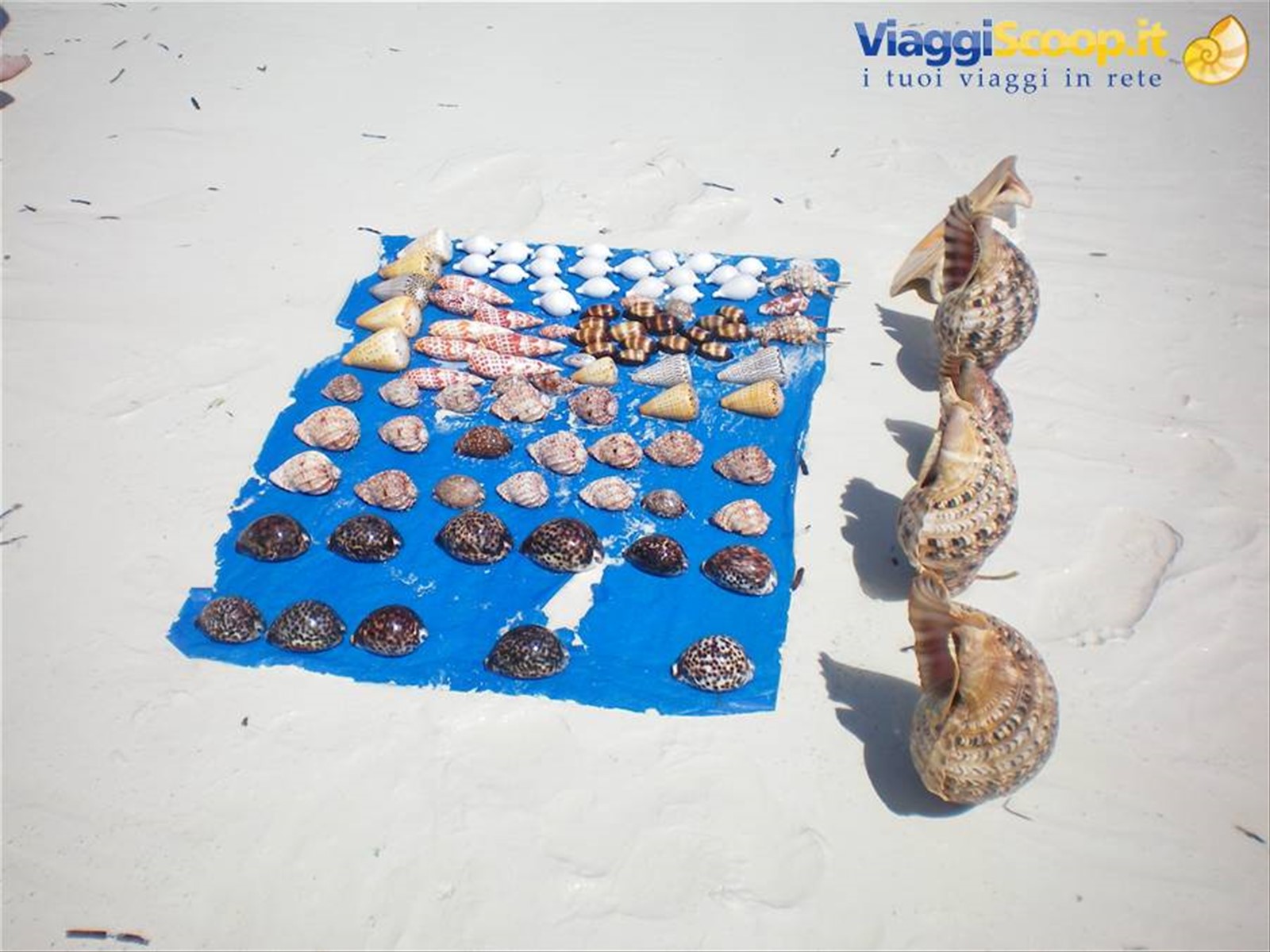 conchiglie in vendita appena pescate