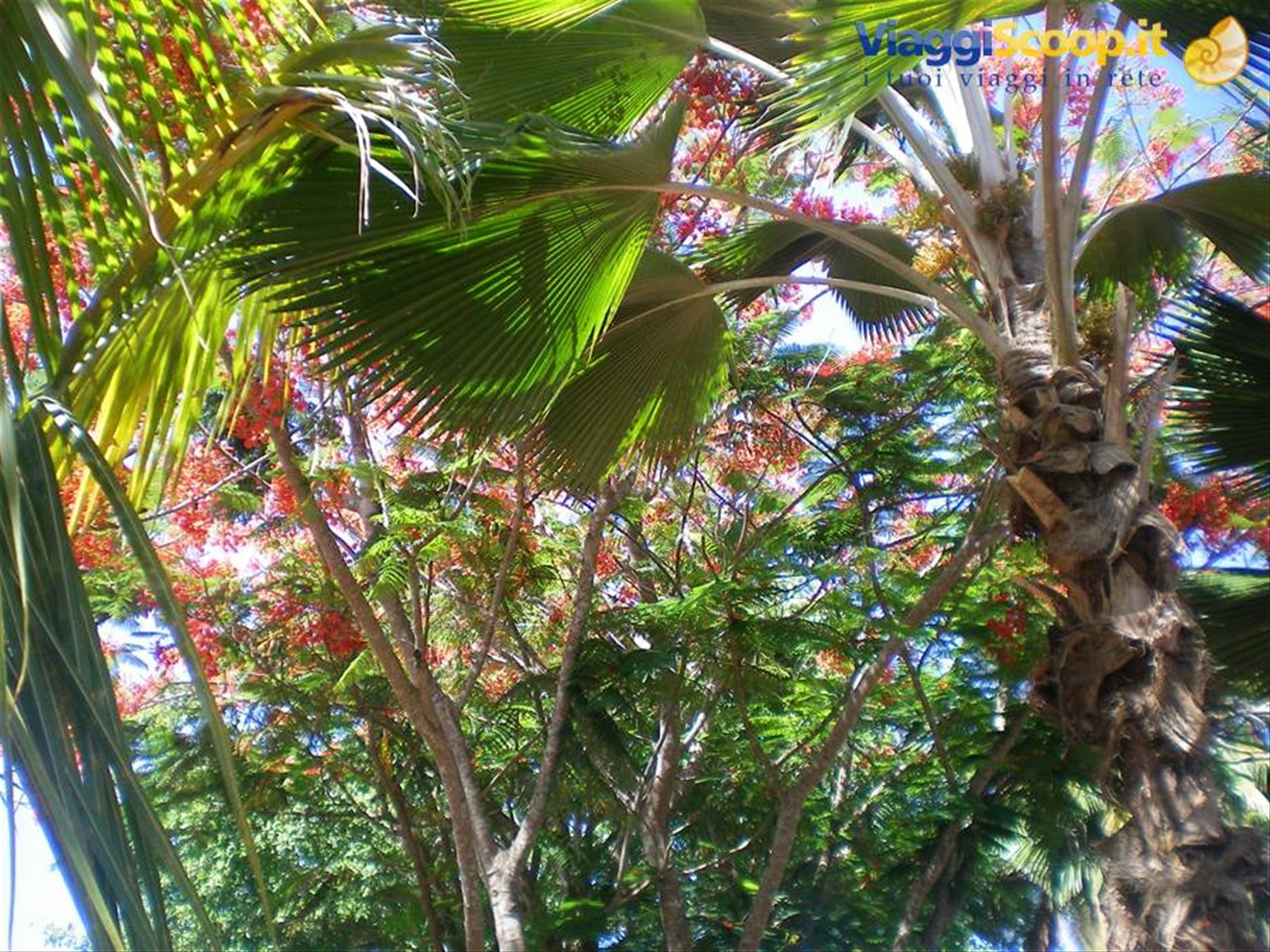 piante fiorite