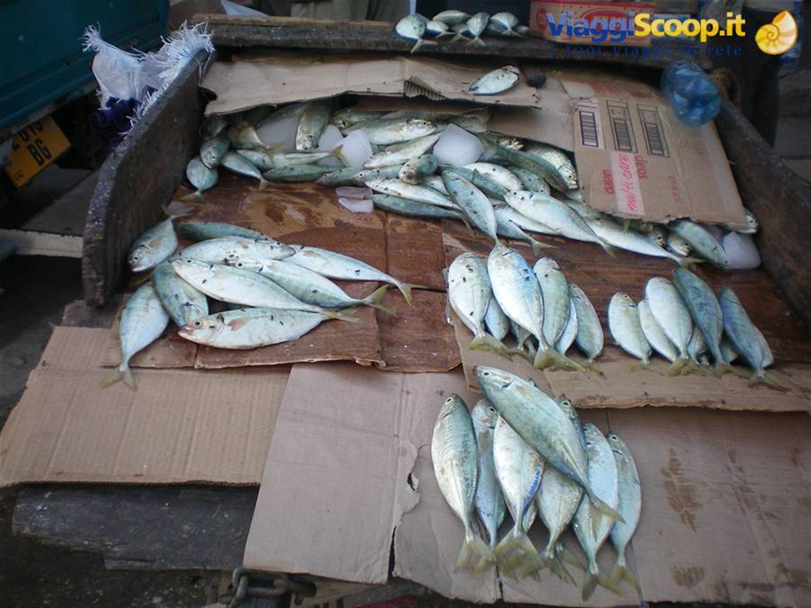 pesce con mosche