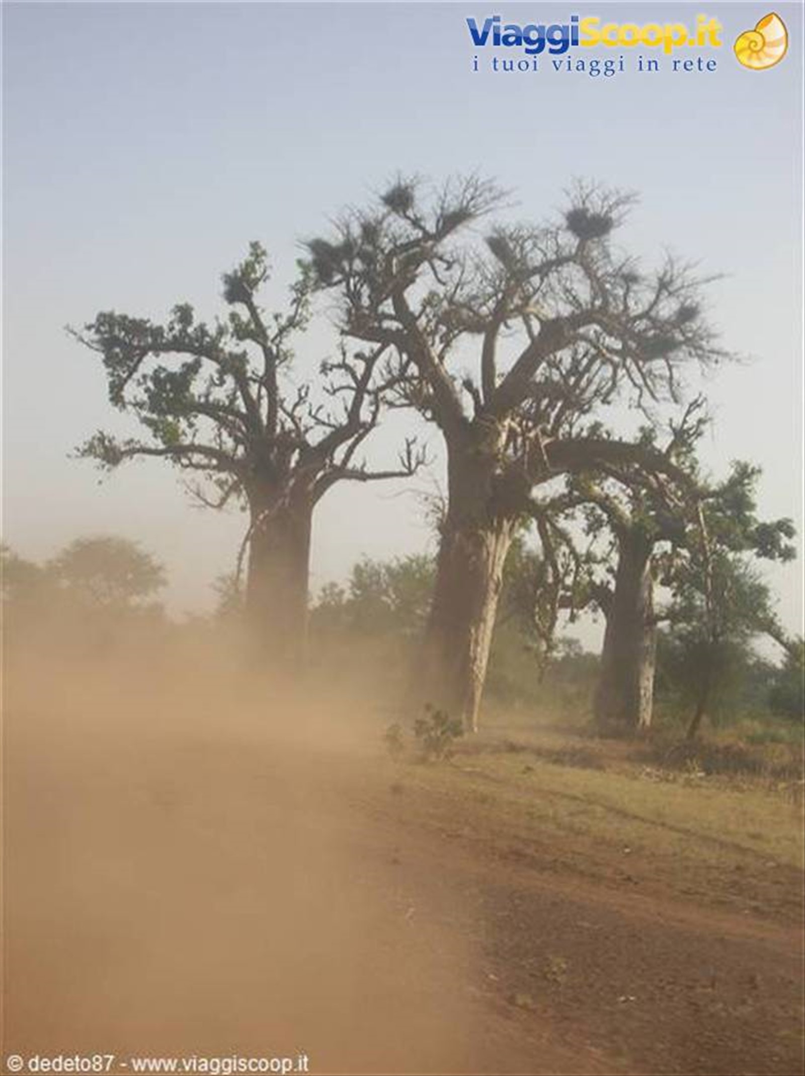 il baobab