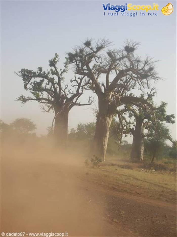 il baobab