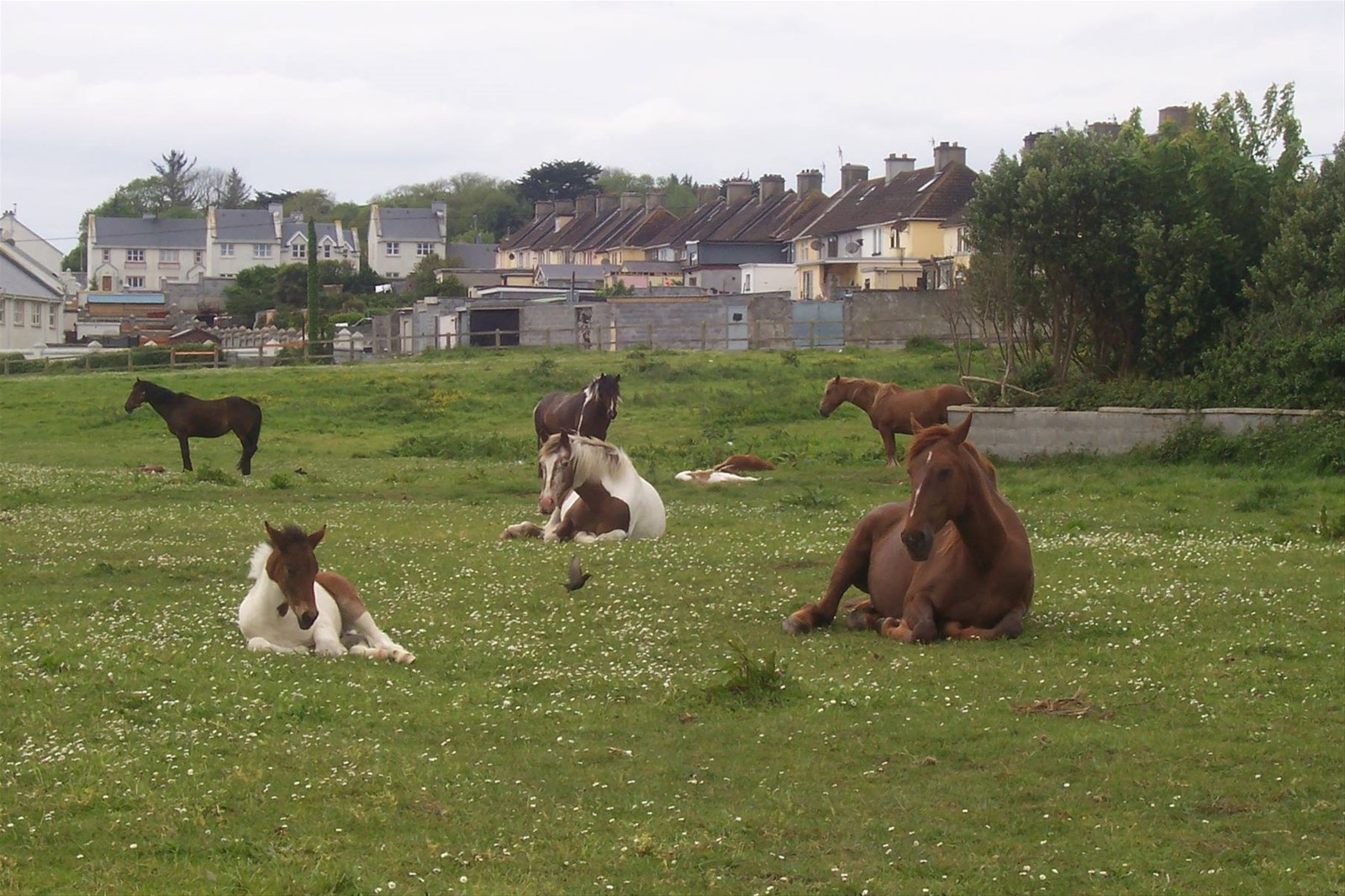 Foto di viaggio in IRLANDA