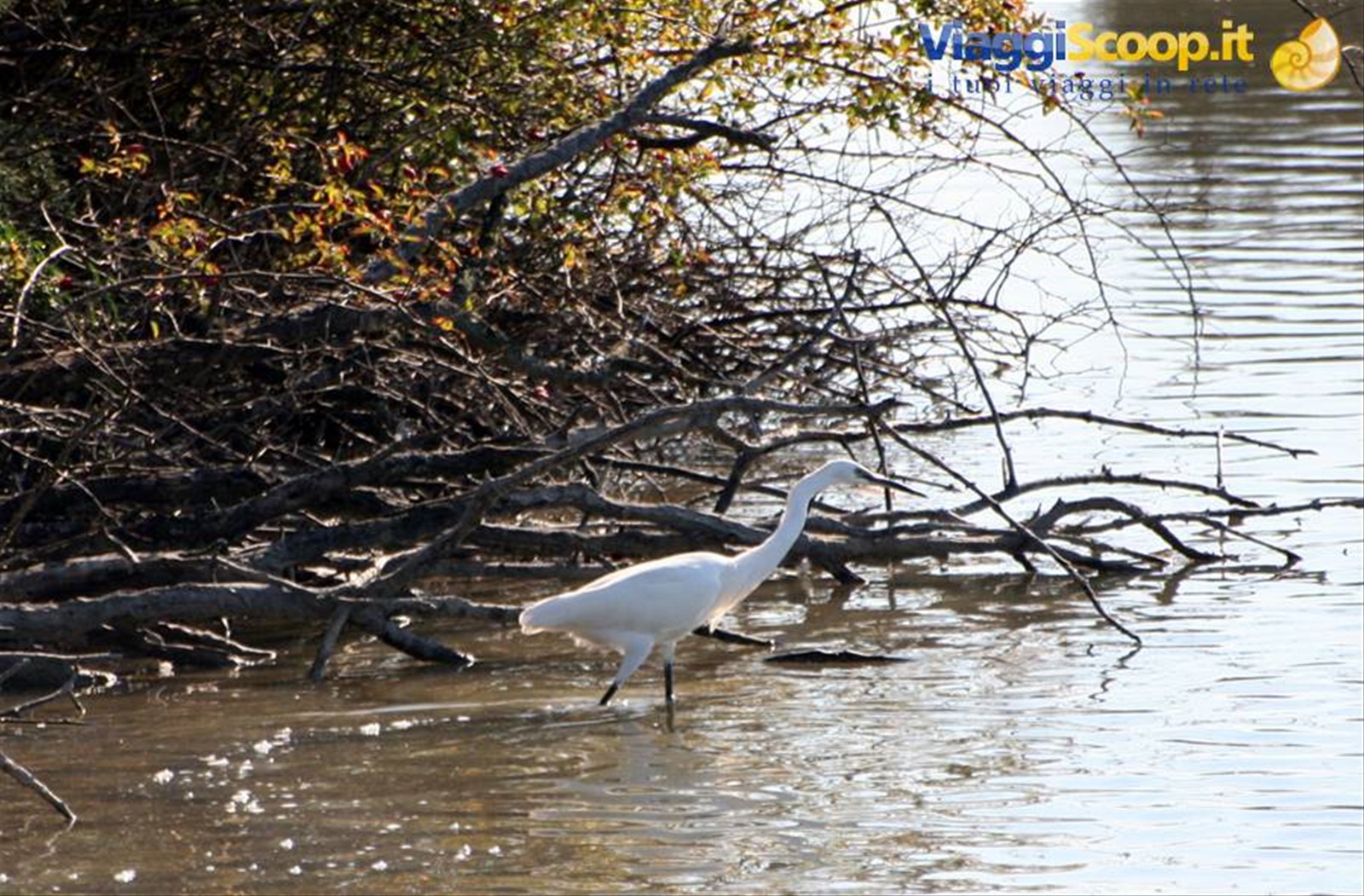 Marano Lagunare - Riserva Naturale "Valle Canal Novo