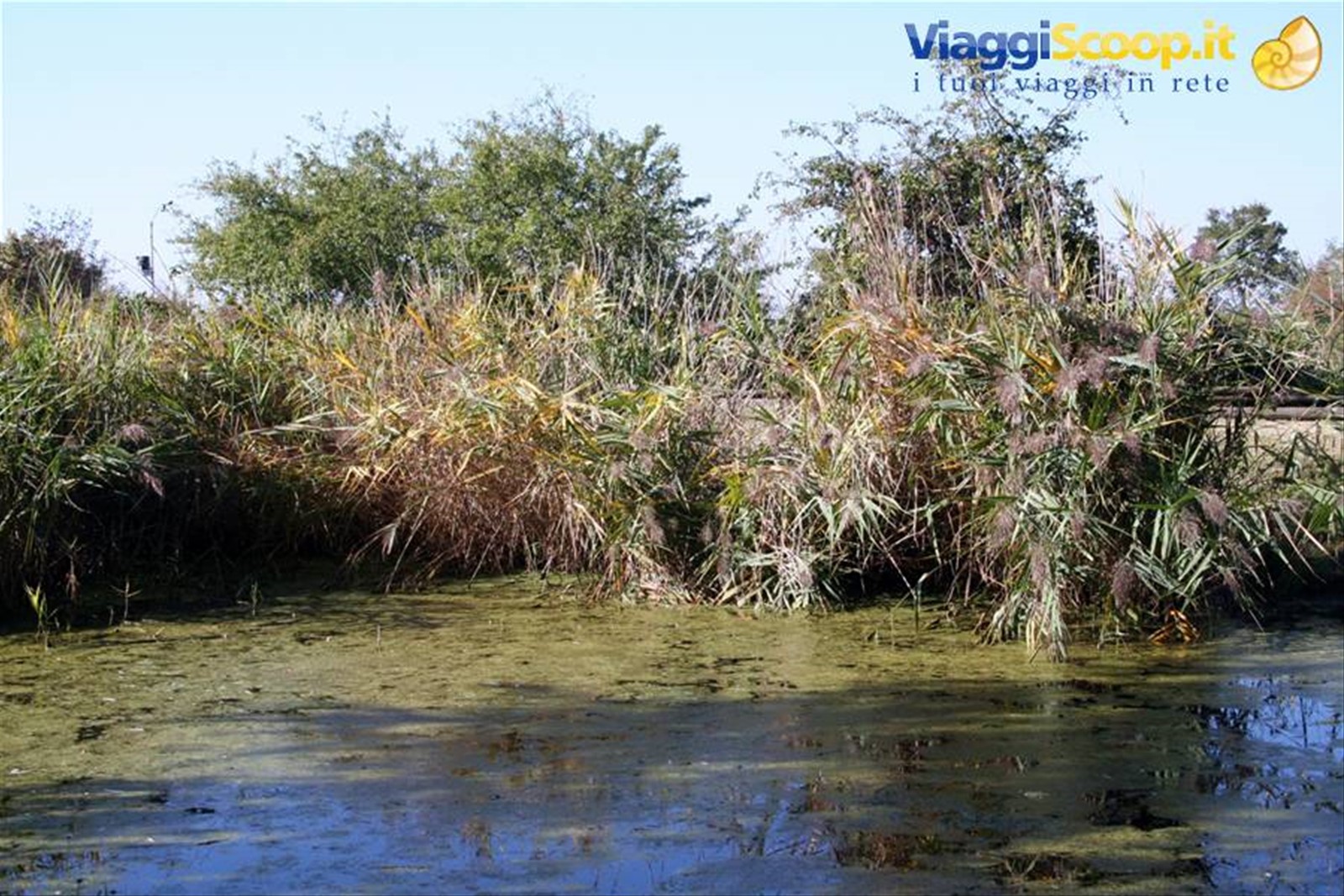 Marano Lagunare - Riserva Naturale "Valle Canal Novo"