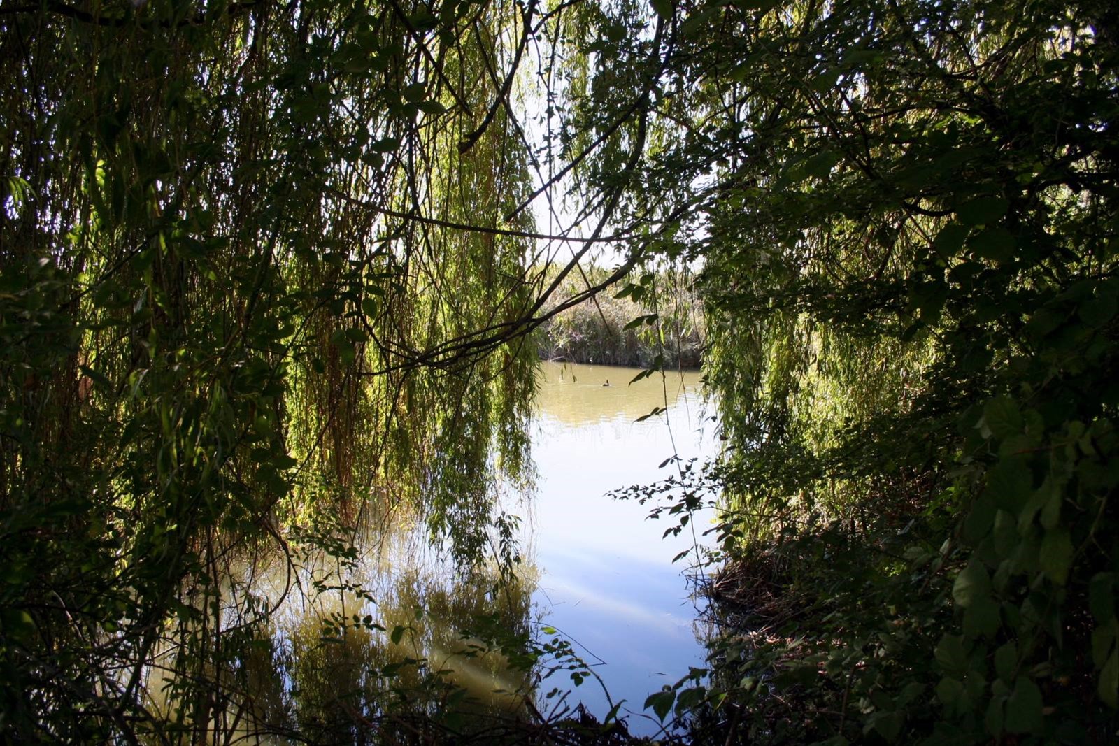 Marano Lagunare - Riserva Naturale "Valle Canal Novo"