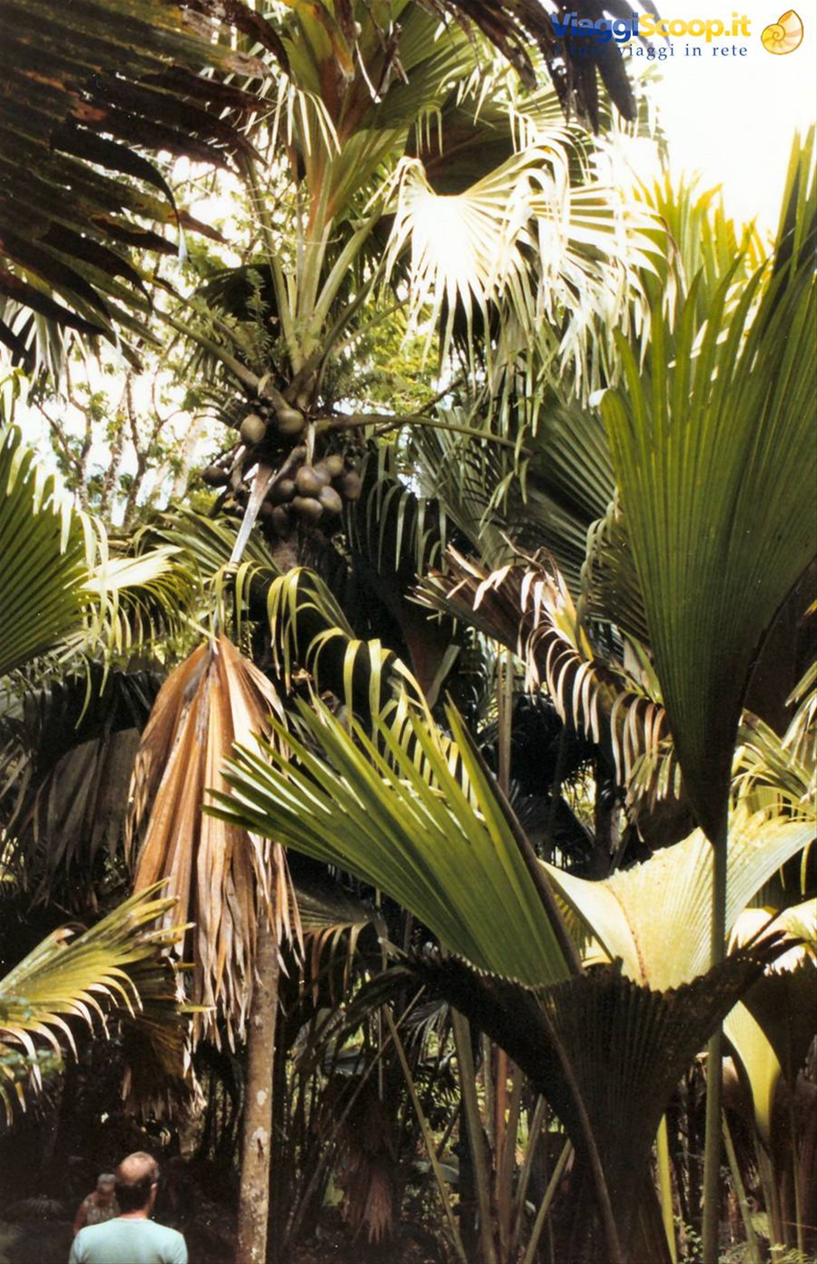 Foto di viaggio in SEYCHELLES