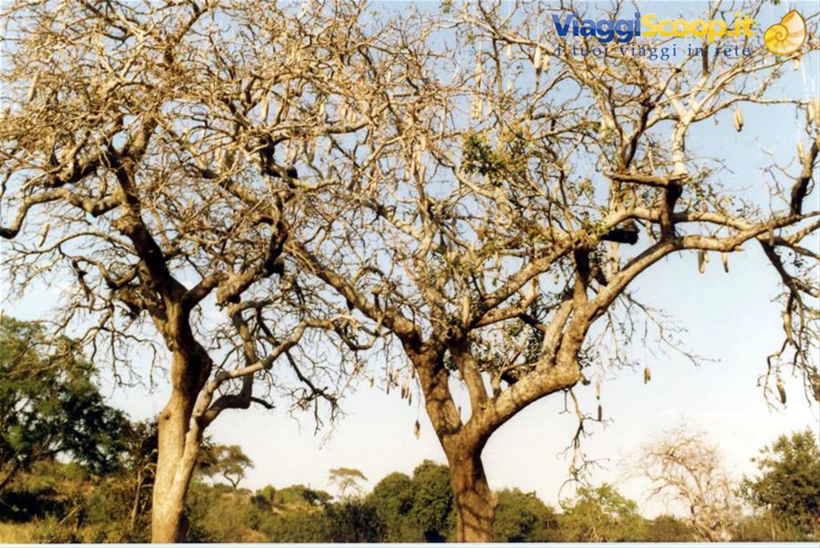 Foto di viaggio in TANZANIA