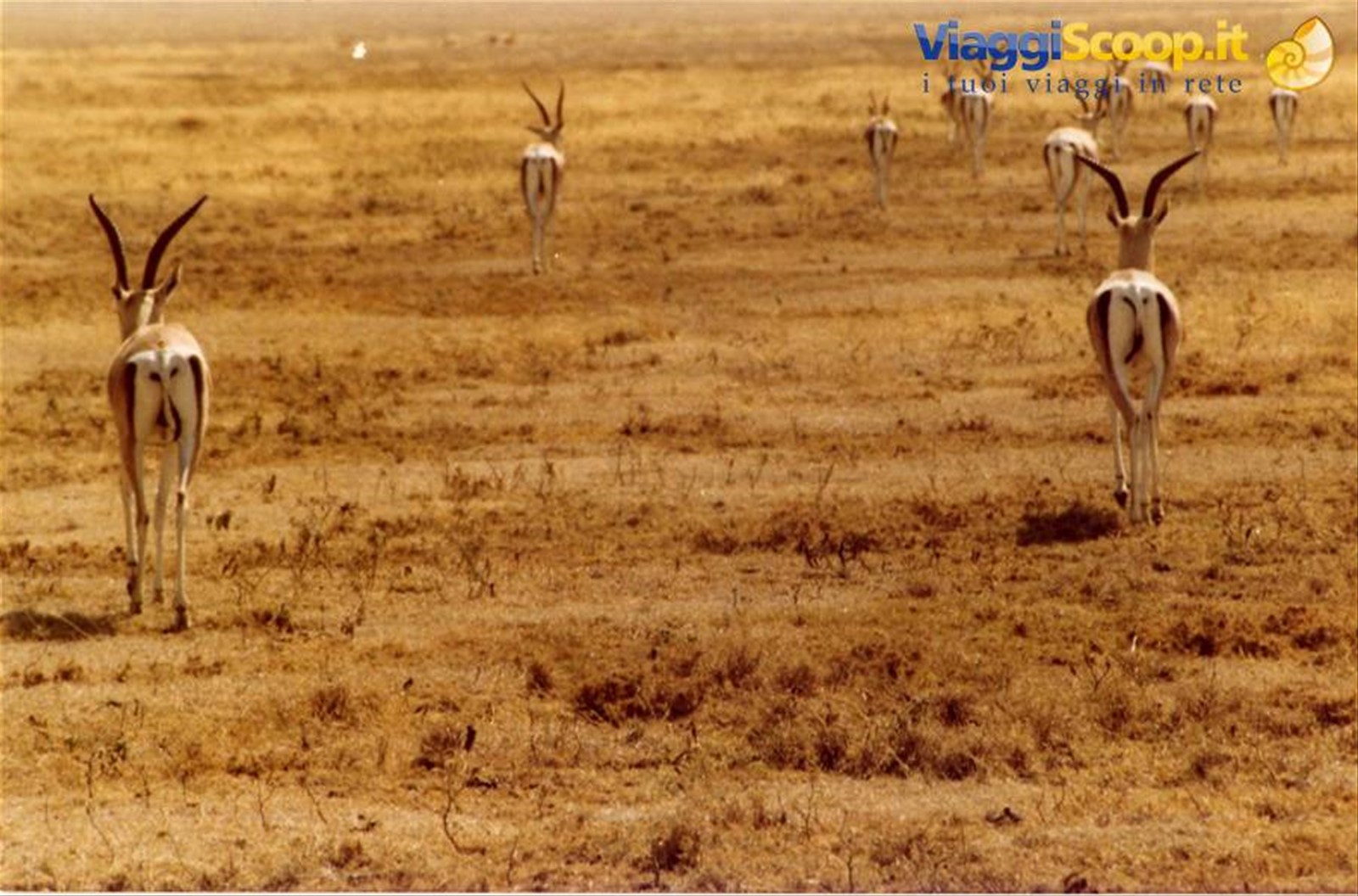 Foto di viaggio in TANZANIA