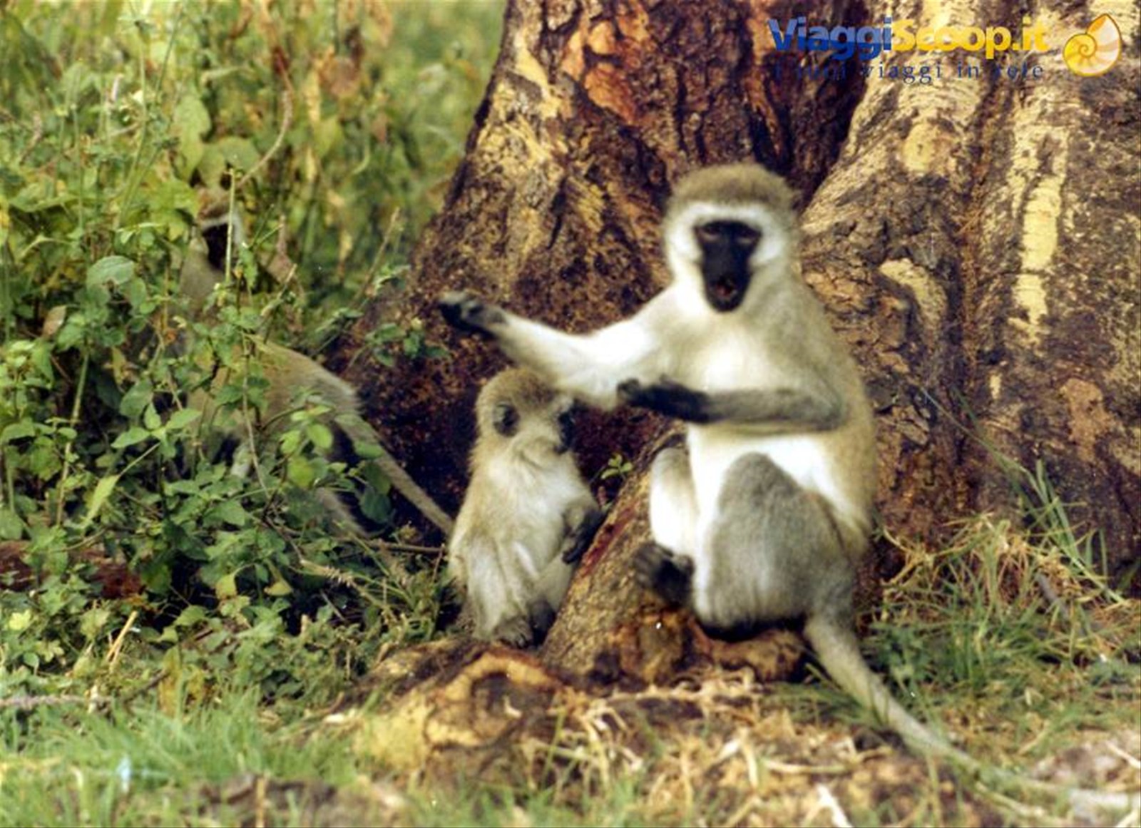 Foto di viaggio in TANZANIA