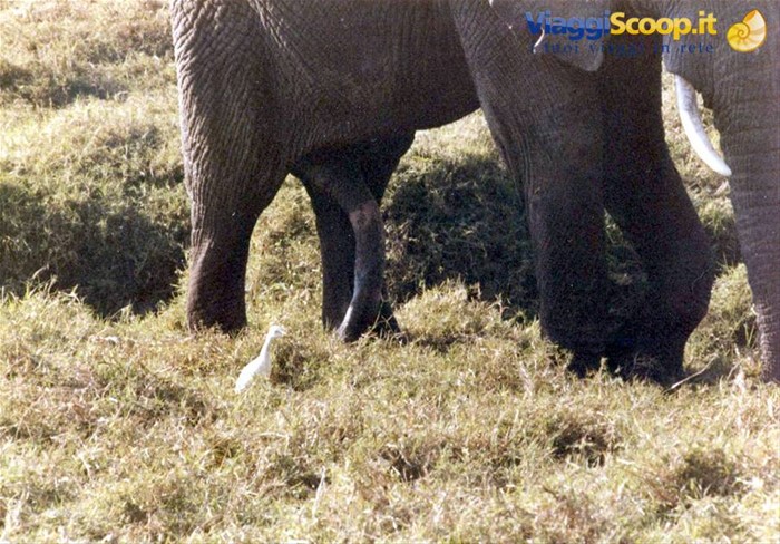 Elefante a 5 zampe.......