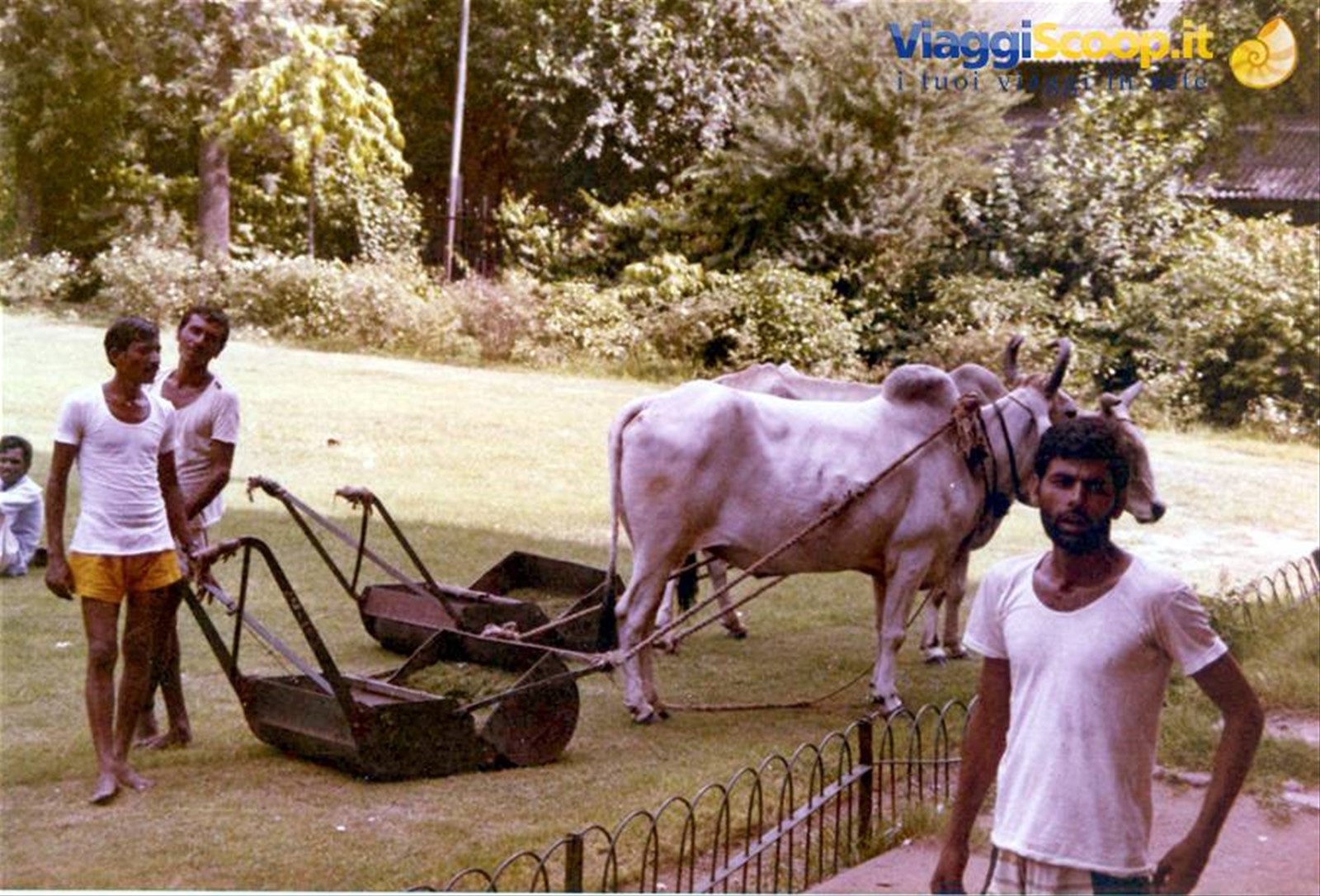 Foto di viaggio in INDIA