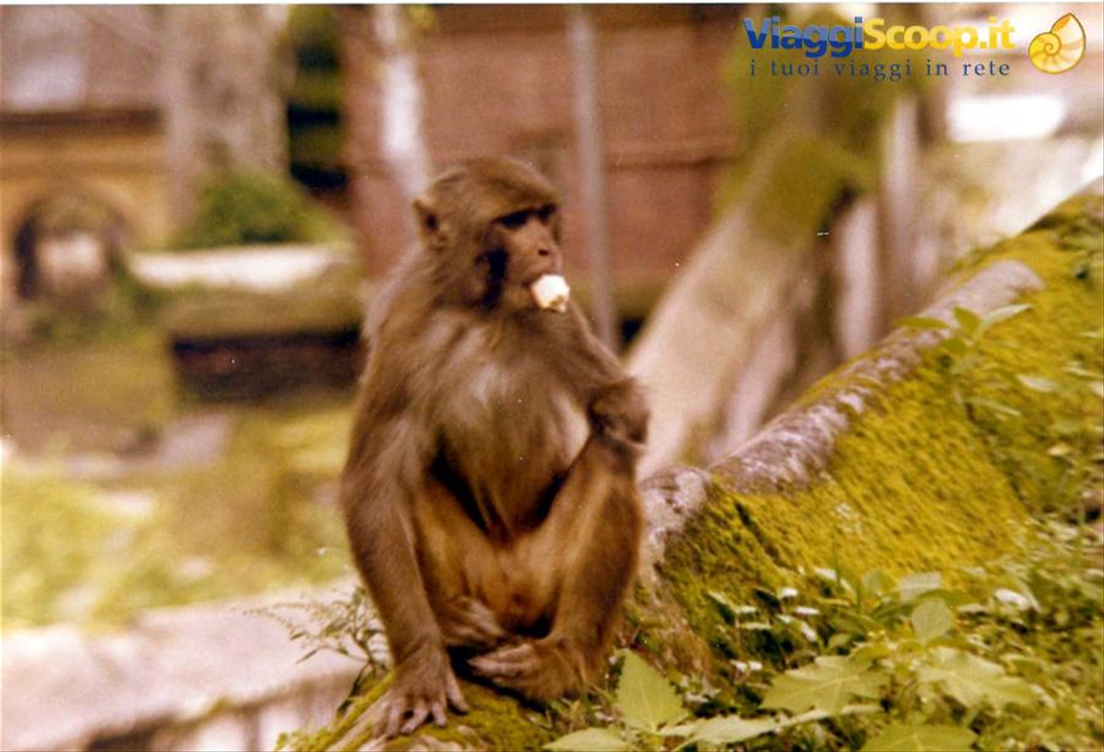 Foto di viaggio in INDIA