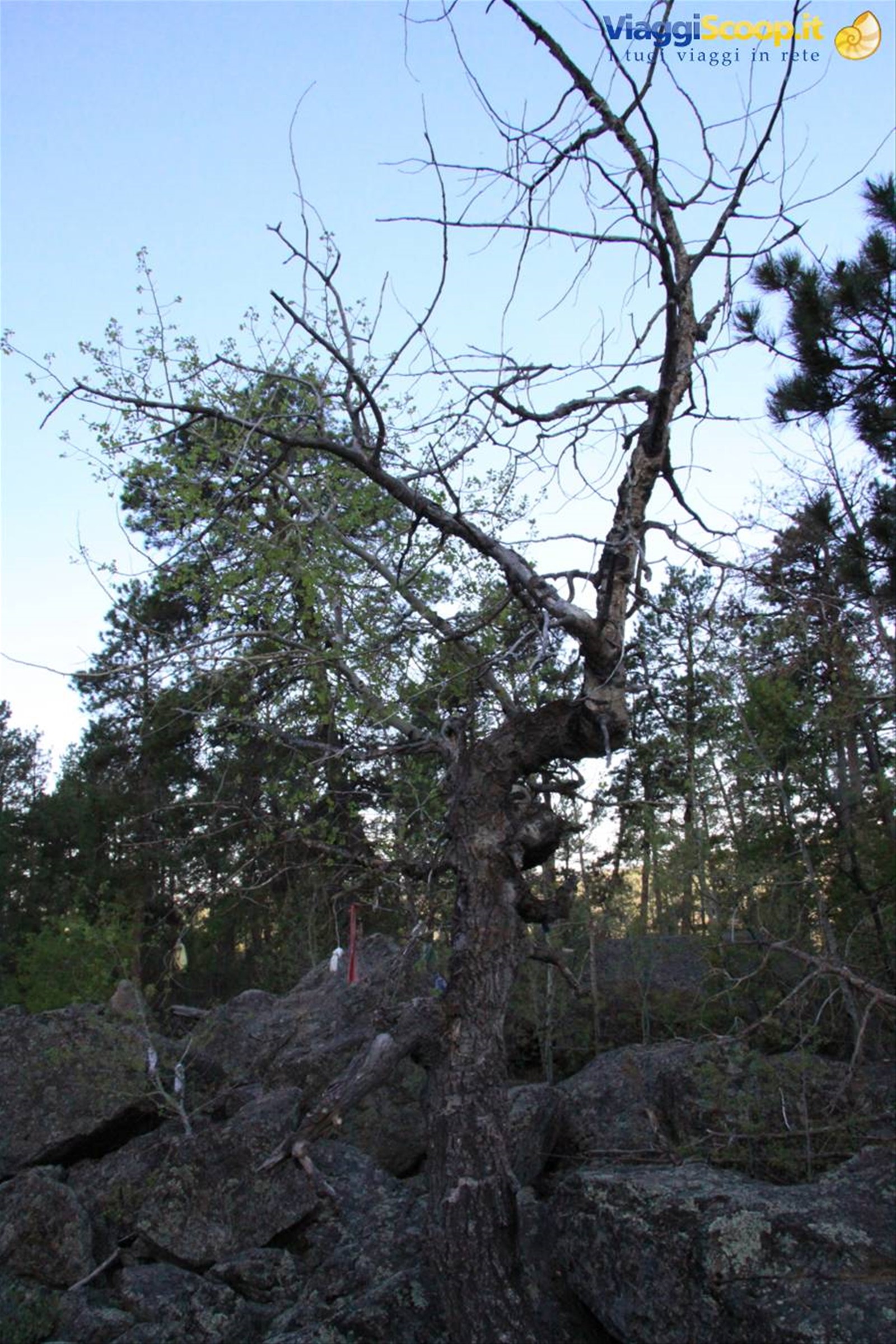 Devil's Tower - l'Albero delle Preghiere
