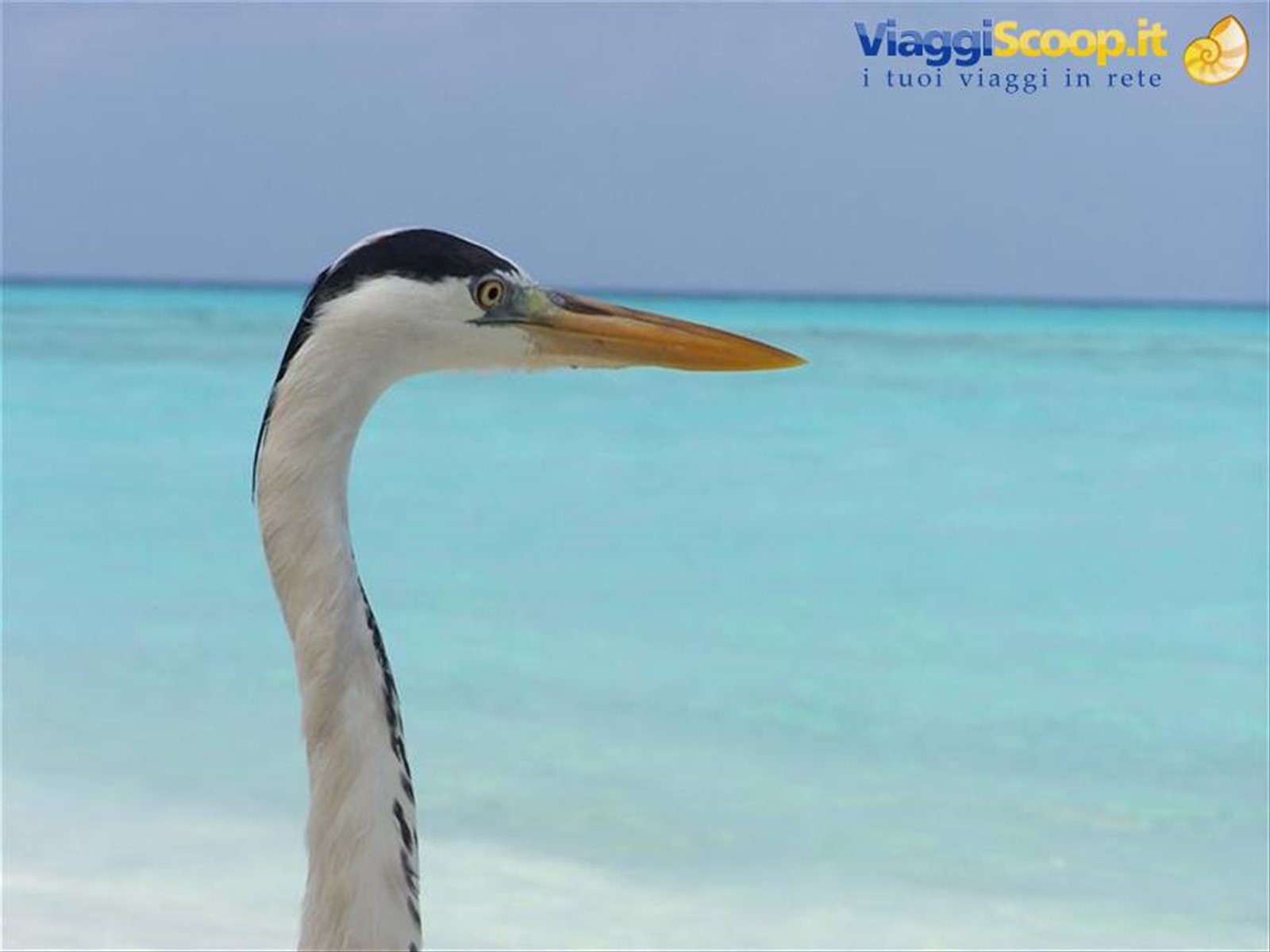 Foto di viaggio in MALDIVE