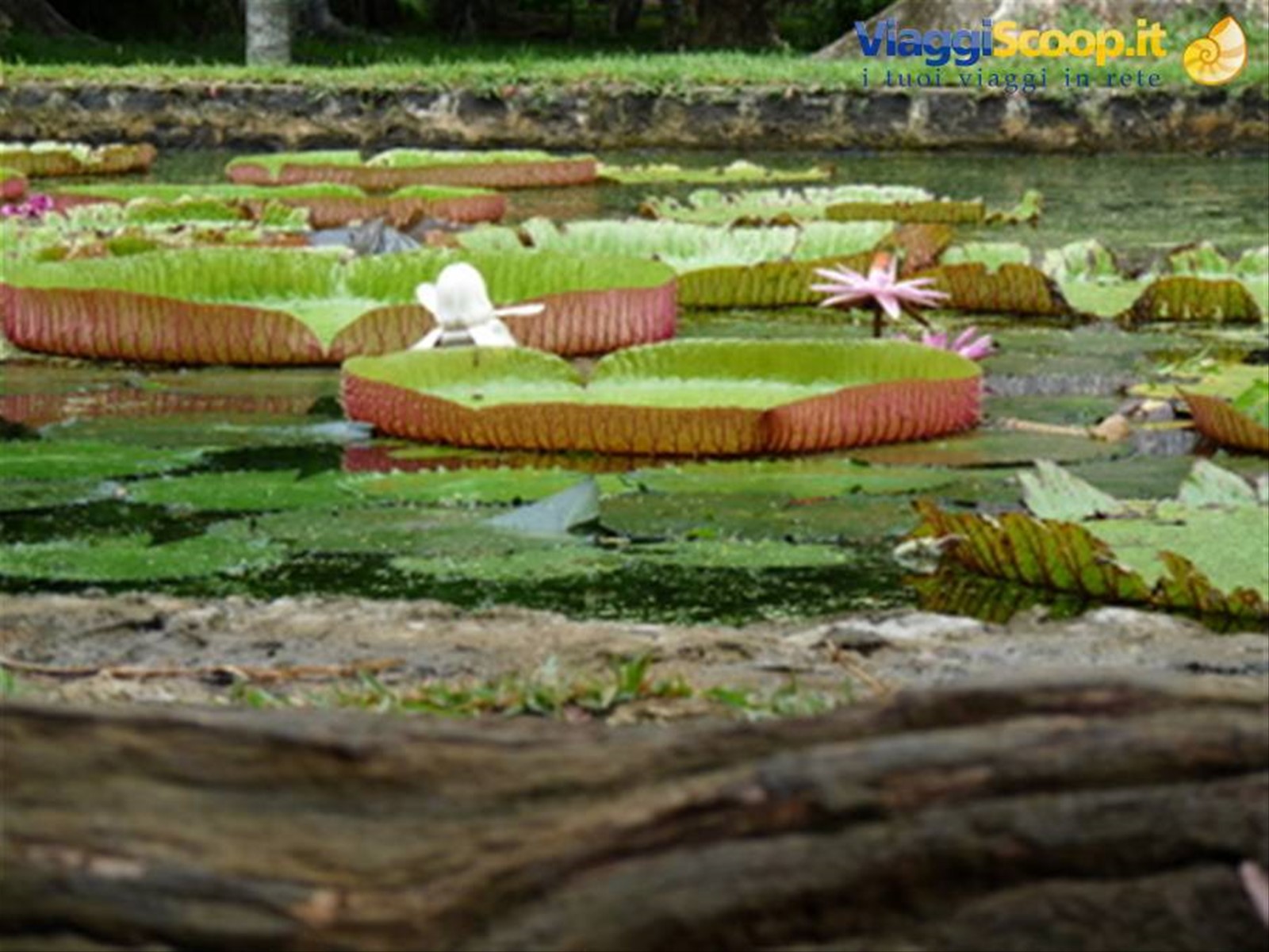 Foto di viaggio in MAURITIUS