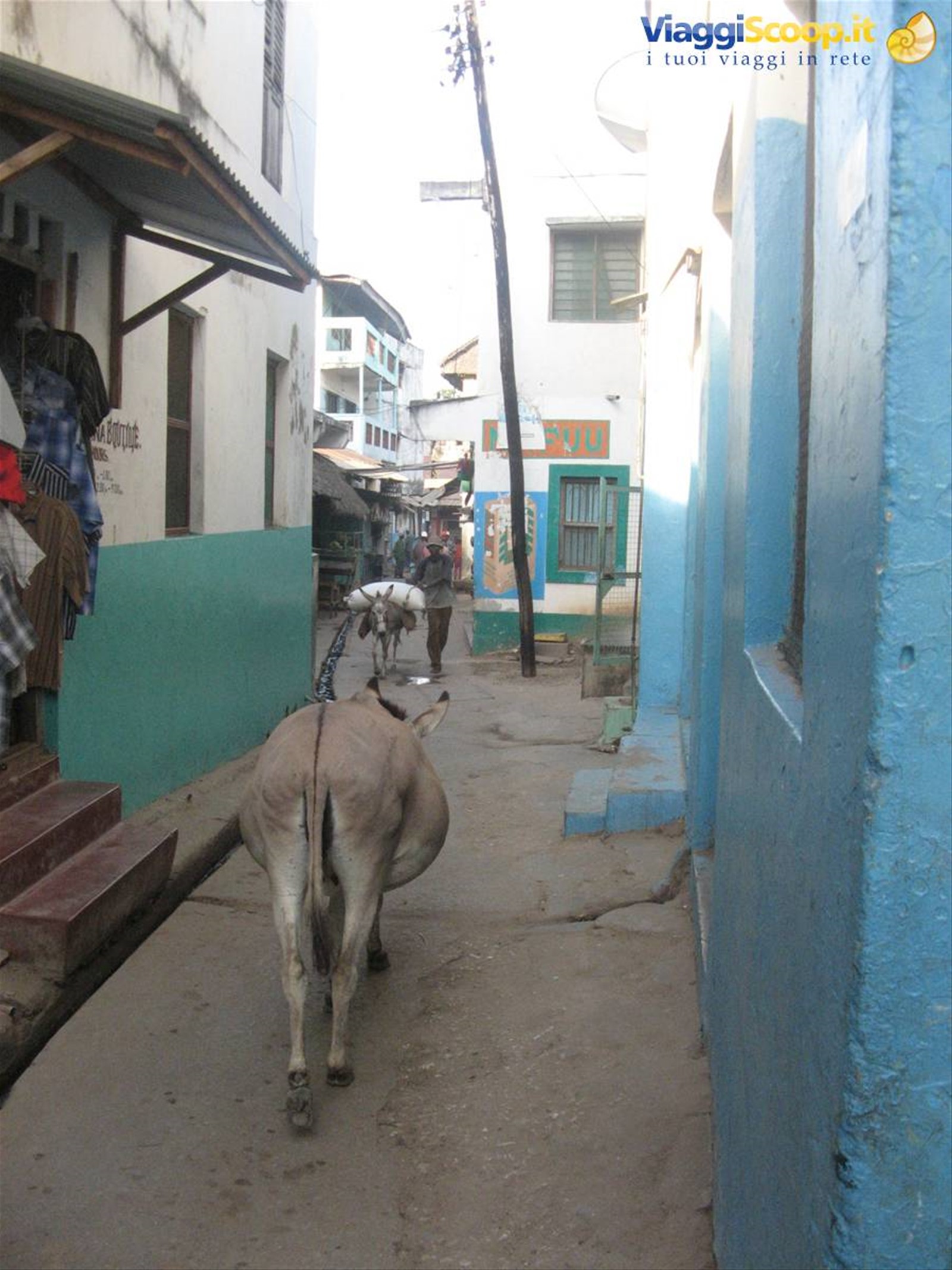 "punda" a Lamu...