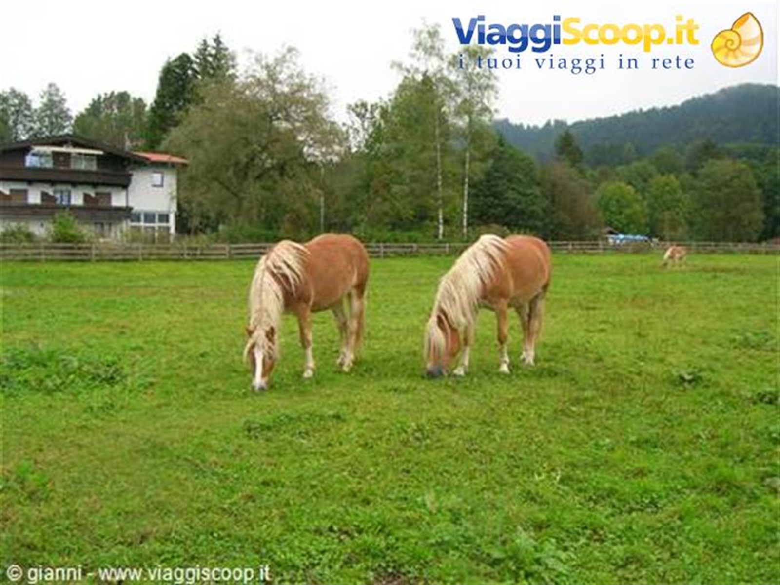 Ebbs: cavalli Haflinger al pascolo