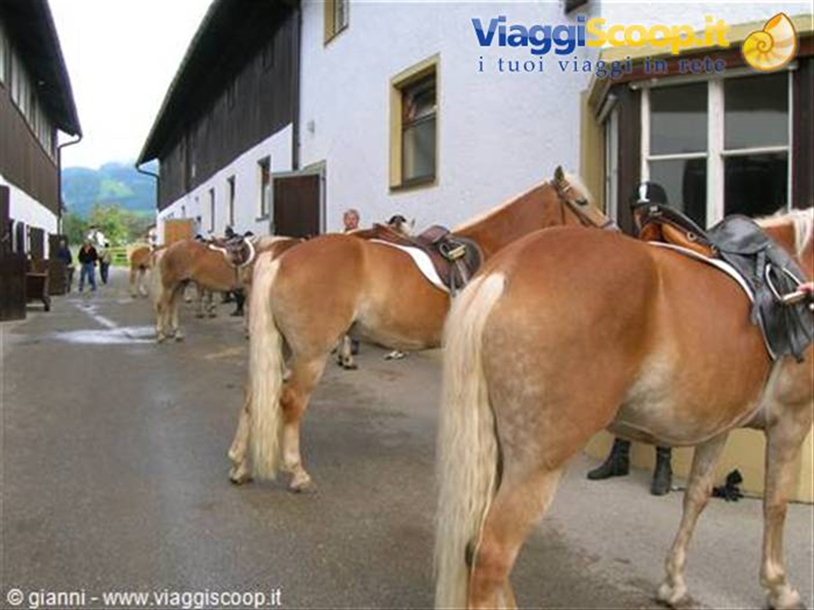 Cavalli Haflinger pronti per l'escursione