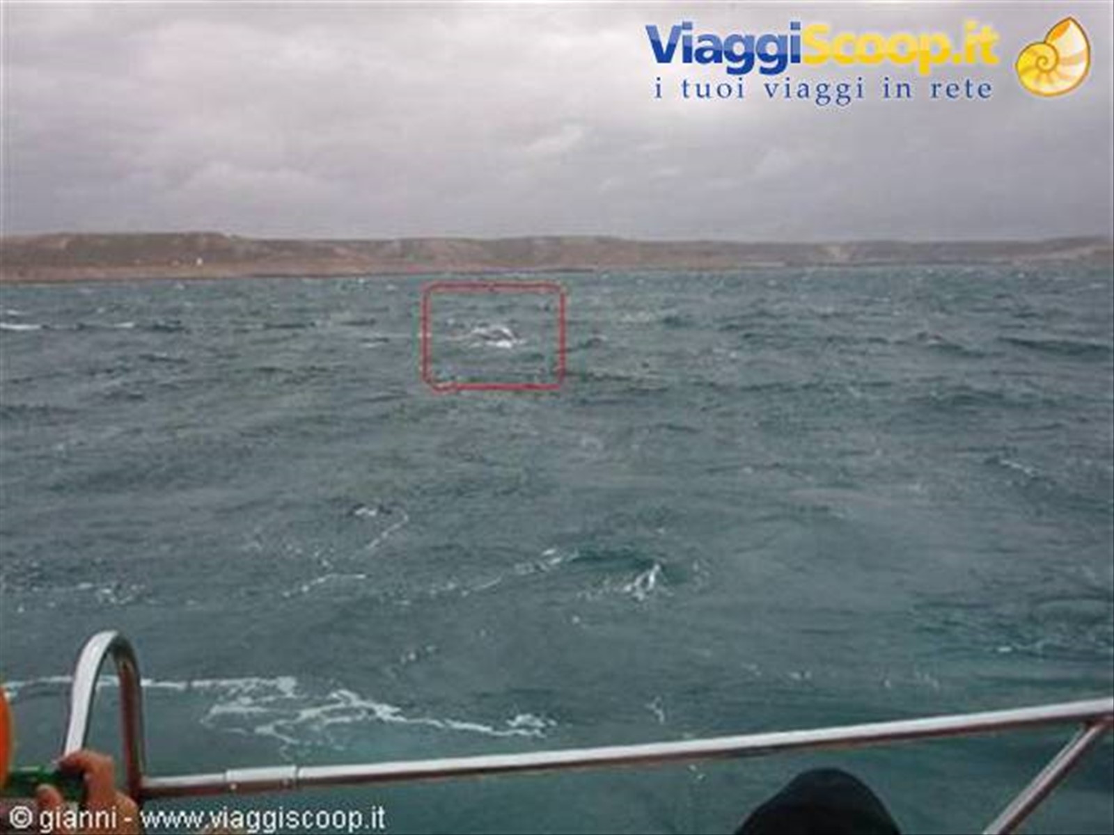 Balena franca australe