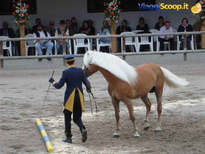 Show degli stalloni.