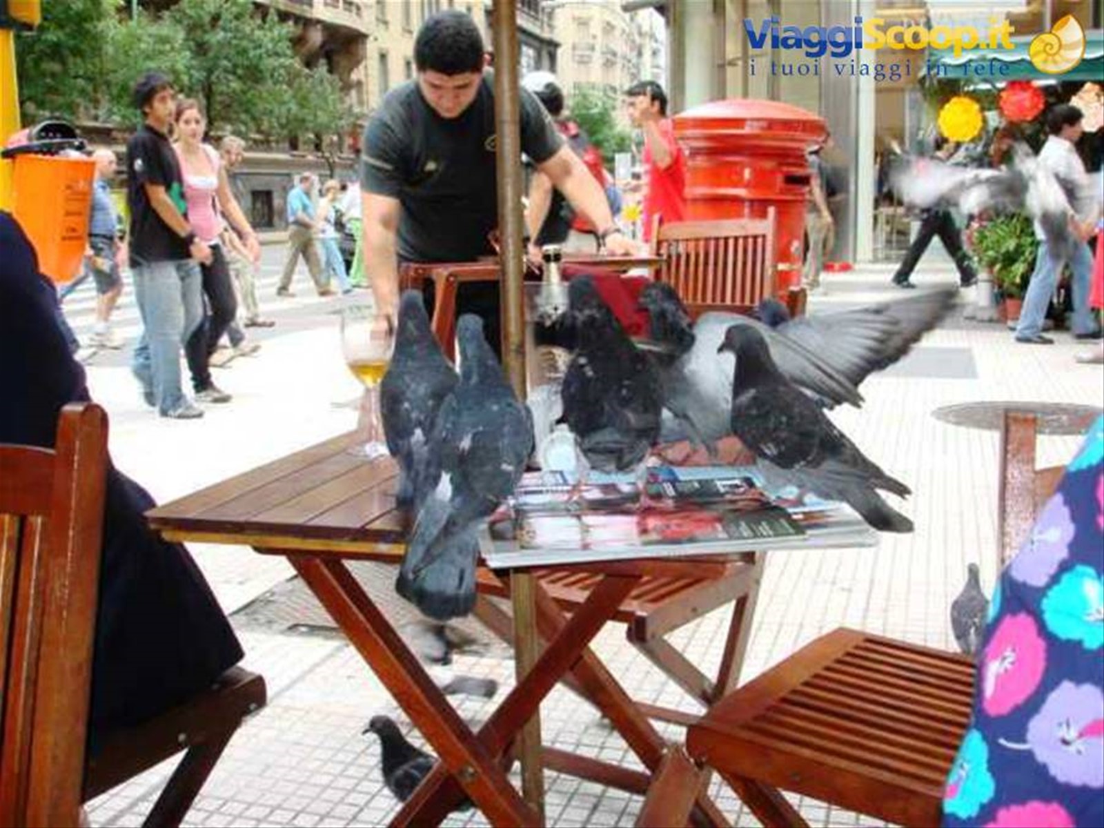 Piccioni in Calle Florida.