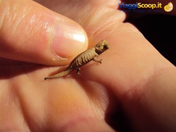 il camaleonte più piccolo del mondo: Brookesia minima